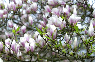 Magnolie