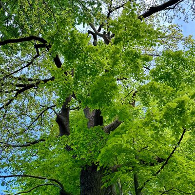 Baum